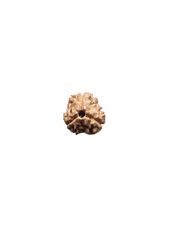 3-Mukhi-Rudraksha