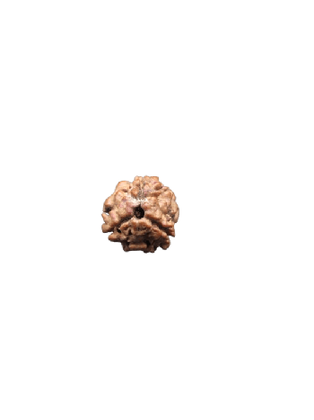 3-Mukhi-Rudraksha
