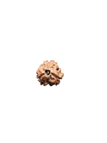 3-Mukhi-Rudraksha