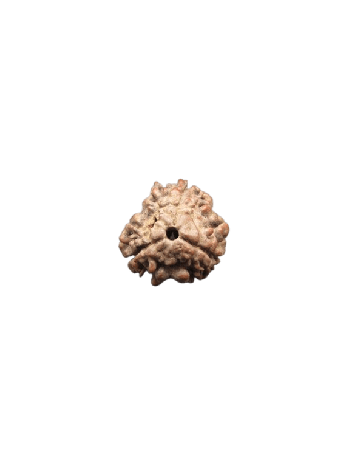 Three Mukhi Real Rudraksha Bead 100% Authentic & Energized With Certificate (Nepal) (RU03-109)