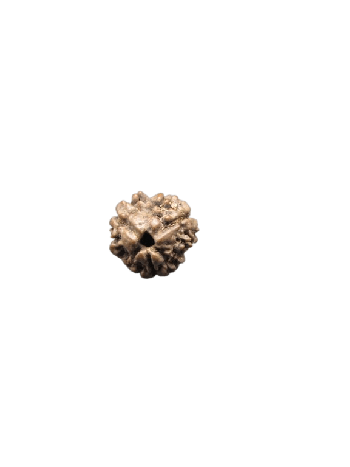 100% Original & Energized 3 Mukhi Rudraksha Bead / Tri Mukhi Rudraksha With Certified From Nepal (RU03-110)