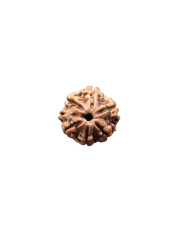 7-Mukhi-Rudraksha