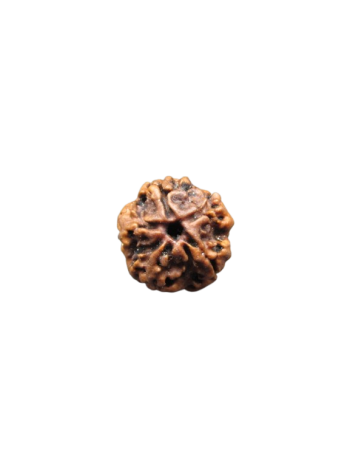 2-Mukhi-Rudraksha
