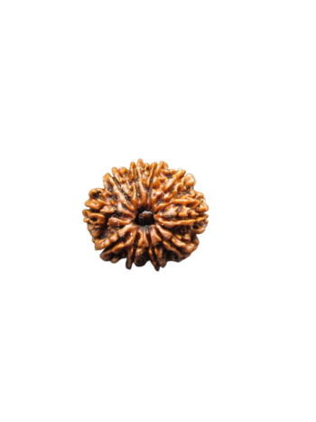 10-Mukhi-Rudraksha