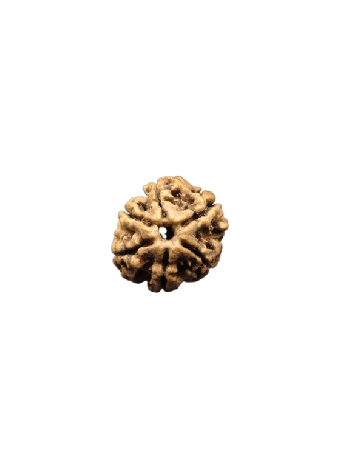 6-Mukhi-Rudraksha