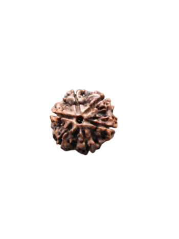 6-Mukhi-Rudraksha
