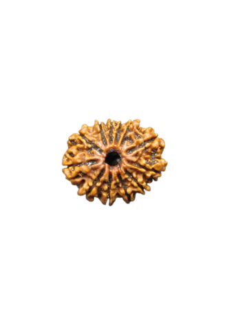 12-Mukhi-Rudraksha