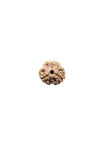 3-Mukhi-Rudraksha
