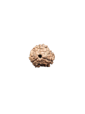 Tri Mukhi Rudraksha Bead / Three Mukhi Rudraksha Energized & Certified Nepal (RU03-102)