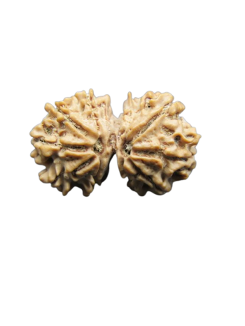 Natural 10 Mukhi Gauri Shankar Real Rudraksha With Certificate (RU10GS-013)- (NEPAL)