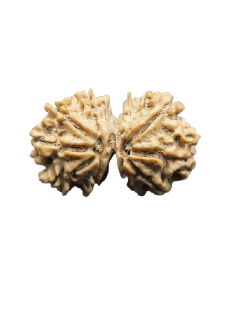  Natural 9 Mukhi Gauri Shankar Real Rudraksha With Certificate ( RU9GS-014) - Nepal