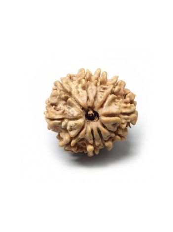 10 Mukhi Rudraksha With Certificate- (RUC10-006)- (NEPAL)