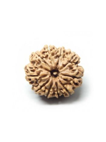 10 Mukhi Rudraksha With Certificate- (RUC10-008)- (NEPAL)
