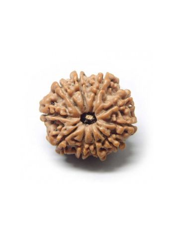 10 Mukhi Rudraksha With Certificate- (RUC10-010)- (NEPAL)