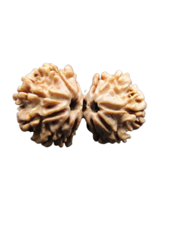 Natural 11 Mukhi Gauri Shankar Real Rudraksha With Certificate (RU11GS-019) - Nepal