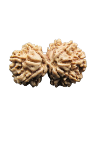 Natural 11 Mukhi Gauri Shankar Real Rudraksha With Certificate (RU11GS-021) - Nepal