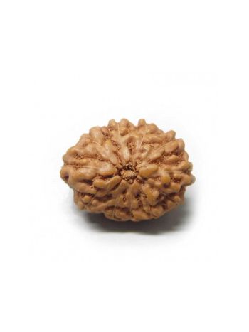 11 Mukhi / Eleven Face Real Rudraksha With Certificate (RUJ11-001) (JAVA)