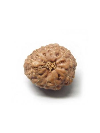 11 Mukhi / Eleven Face Real Rudraksha With Certificate (RUJ11-002) (JAVA)