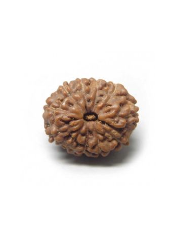 11 Mukhi / Eleven Face Real Rudraksha With Certificate (RUJ11-003) (JAVA)