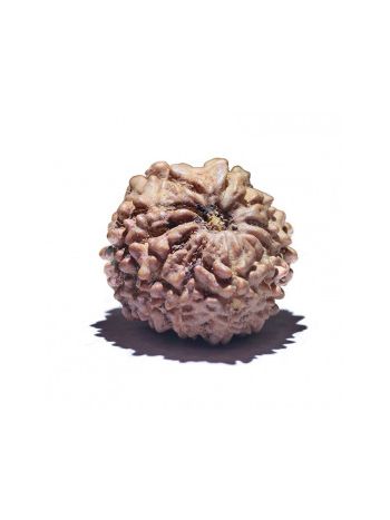 11 MUKHI RUDRAKSHA With Certificate (RUC11-001/12)- (NEPAL)