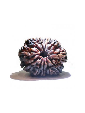 11 MUKHI RUDRAKSHA With Certificate (RUC11-001/1)- (NEPAL)