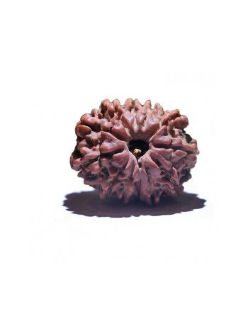 11 MUKHI RUDRAKSHA With Certificate (RU11-002)- (NEPAL)