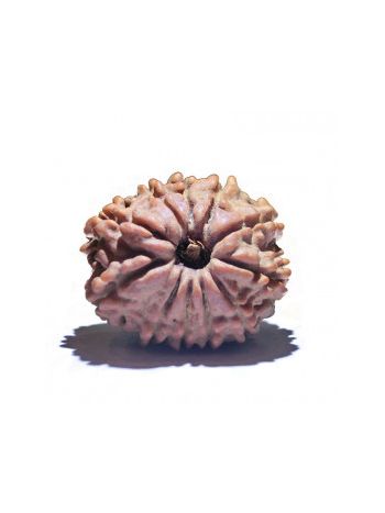 11 MUKHI RUDRAKSHA With Certificate (RU11-001)- (NEPAL)
