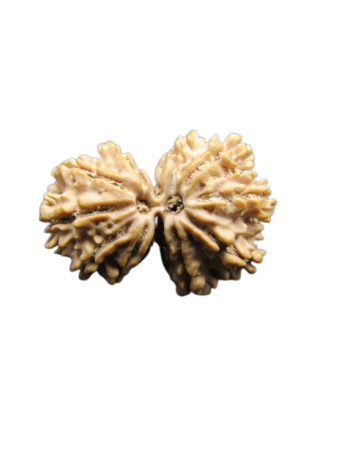 Natural 12 Mukhi Gauri Shankar Real Rudraksha With Certificate (RU12GS-020) - Nepal