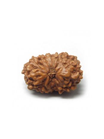 Natural 13 Mukhi / Thirteen Faced Real Rudraksha With Certificate (RUJ13-001) (JAVA)