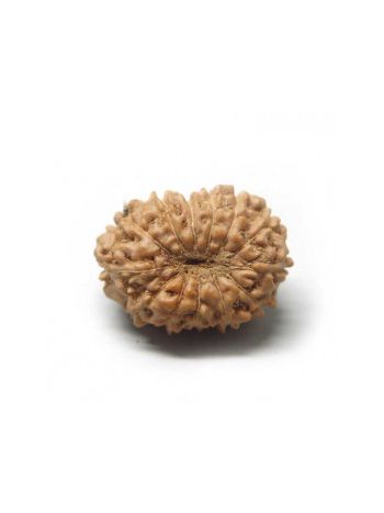 Natural 13 Mukhi / Thirteen Faced Real Rudraksha With Certificate (RUJ13-002) (JAVA)