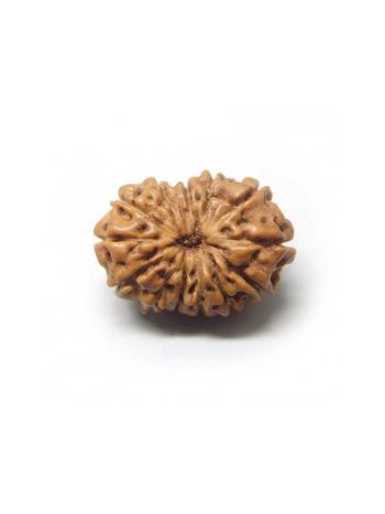 Natural 13 Mukhi / Thirteen Faced Real Rudraksha With Certificate (RUJ13-005) (JAVA)