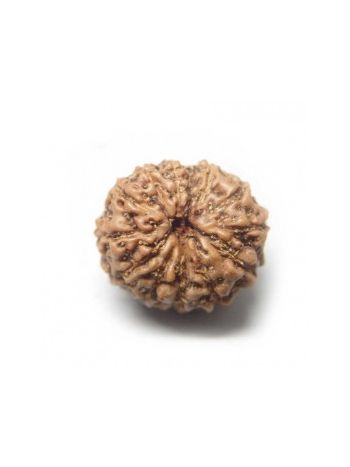 Natural 13 Mukhi / Thirteen Faced Real Rudraksha With Certificate (RUJ13-006) (JAVA)