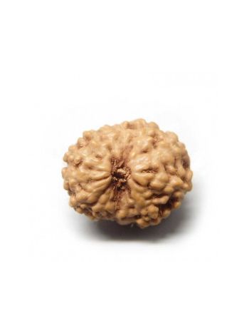Natural 13 Mukhi / Thirteen Faced Real Rudraksha With Certificate (RUJ13-007) (JAVA)