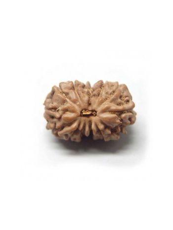 Natural 13 Mukhi / Thirteen Faced Real Rudraksha With Certificate (RUJ13-008) (JAVA)