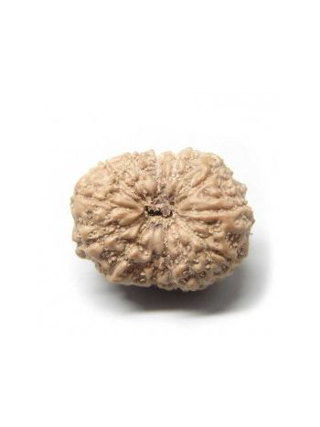 Natural 13 Mukhi / Thirteen Faced Real Rudraksh With Certificate (RUJ13-003) (JAVA)