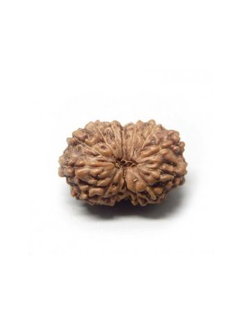 14 Mukhi / Fourteen Face Real Rudraksha With Certificate (RUJ14-001) (JAVA)