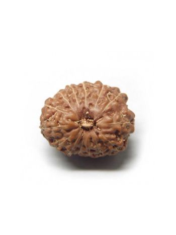14 Mukhi / Fourteen Face Real Rudraksha With Certificate (RUJ14-002) (JAVA)