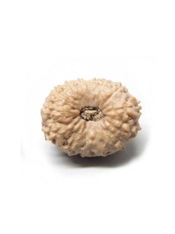 14 Mukhi / Fourteen Face Real Rudraksha With Certificate (RUJ14-003) (JAVA)