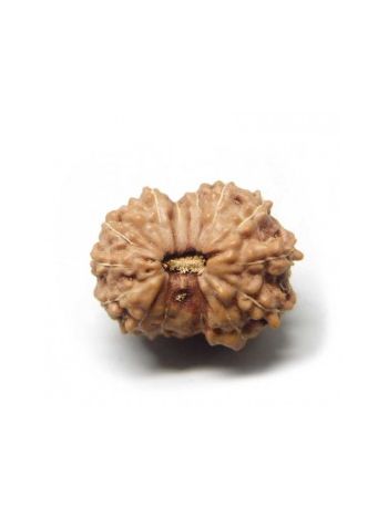 14 Mukhi / Fourteen Face Real Rudraksha With Certificate (RUJ14-004) (JAVA)