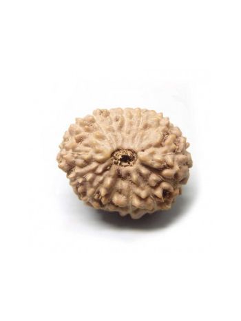 14 Mukhi / Fourteen Face Real Rudraksha With Certificate (RUJ14-005) (JAVA)