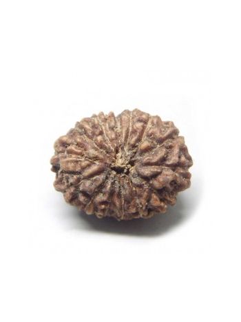 14 Mukhi / Fourteen Face Real Rudraksha With Certificate (RUJ14-007) (JAVA)