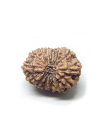 14 Mukhi / Fourteen Face Real Rudraksha With Certificate (RUJ14-008) (JAVA)