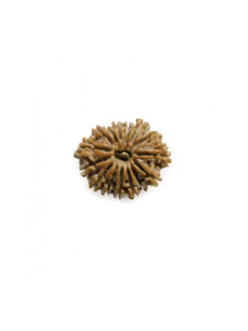 Natural15 Mukhi / Fifteen Faced Real Rudraksha With Certificate (RUC15-002/1)- (NEPAL)