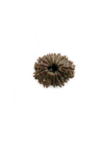 Natural 15 Mukhi / Fifteen Faced Real Rudraksha With Certificate (RUC15-002/2)- (NEPAL)