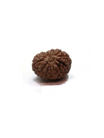 16 Mukhi / Sixteen Face Real Rudraksha With Certificate (RUJ16-001) (JAVA)