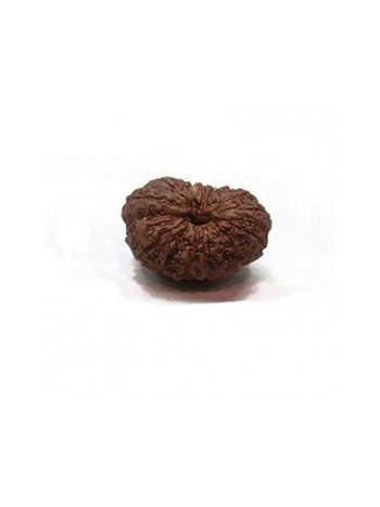 16 Mukhi / Sixteen Face Real Rudraksha With Certificate (RUJ16-002) (JAVA)