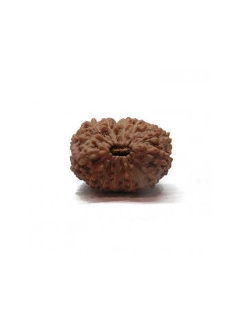 17 Mukhi / Seventeen Face Real Rudraksha With Certificate (RUJ17-001) (JAVA)