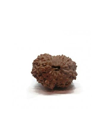 17 Mukhi / Seventeen Face Real Rudraksha With Certificate (RUJ17-002) (JAVA)