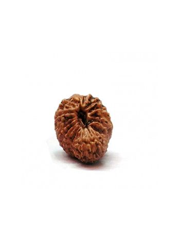 21 Mukhi / Twenty One Face Real Rudraksha With Certificate (RUJ21-001) (JAVA)