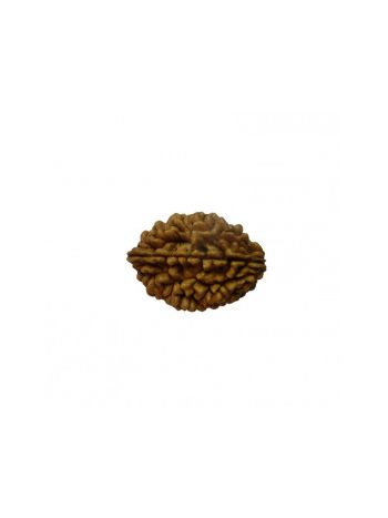 Natural 2 Mukhi / Two Faced Real Rudraksha With Certificate (RUC02-003) (INDIA)